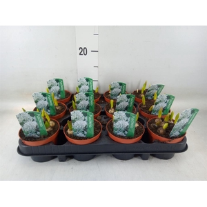 Puschkinia scilloides