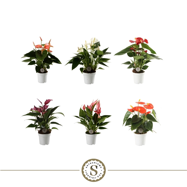 <h4>Anthurium Top Mix 7cm</h4>