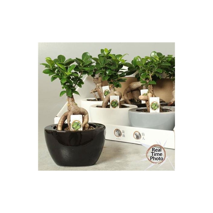<h4>Fic Mi Ginseng Decopotten</h4>