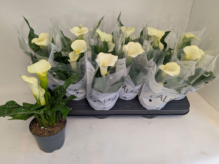 <h4>ZANT CAPT FRESCO</h4>