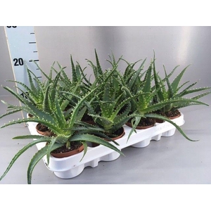 Aloe arborescens 9
