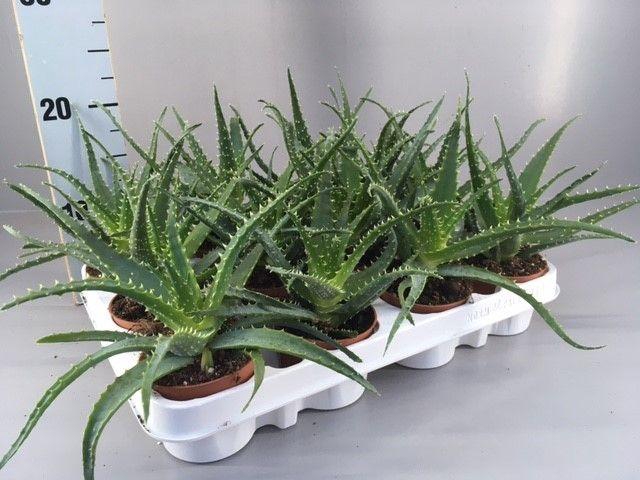 <h4>Aloe arborescens 9</h4>