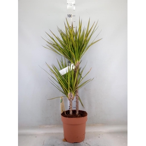 Dracaena marg. 'Sunray'