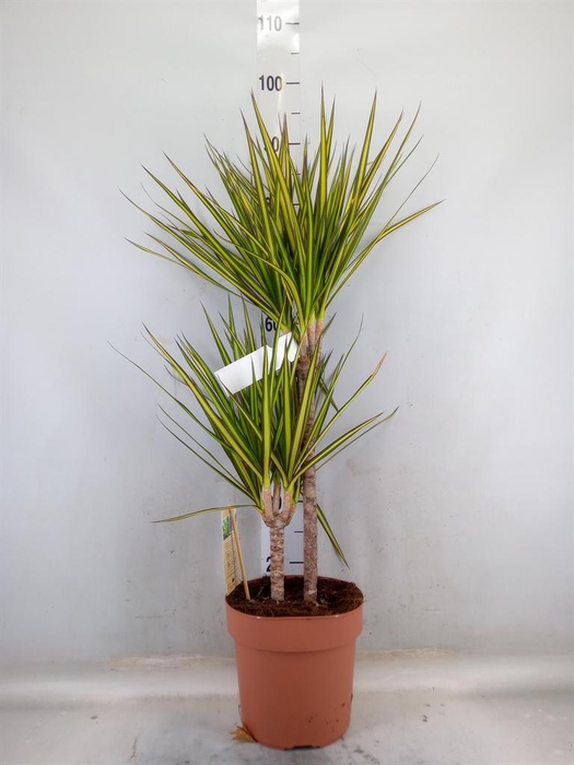 <h4>Dracaena marg. 'Sunray'</h4>