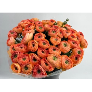 Ranunculus Clooney Salmon Super