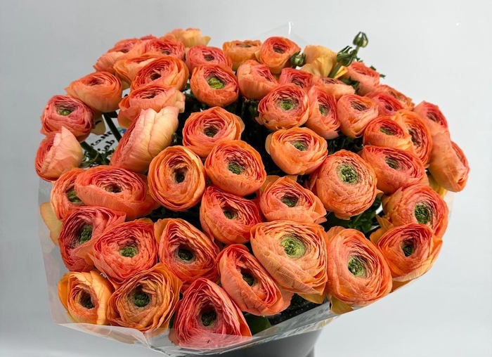 <h4>Ranunculus Clooney Salmon Super</h4>