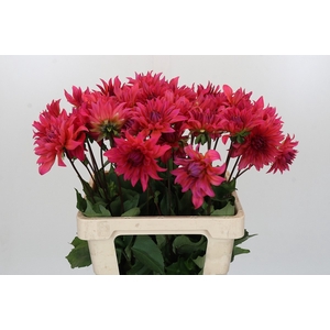 Dahlia Pink Punk