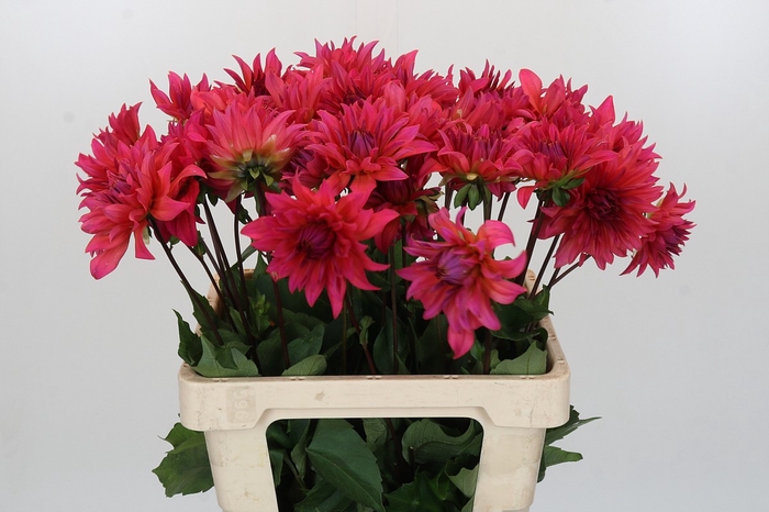 <h4>Dahlia Pink Punk</h4>