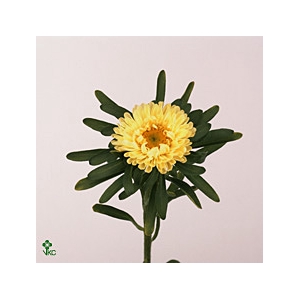 Callist Mats Yellow