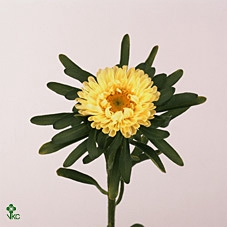 <h4>Callist Mats Yellow</h4>