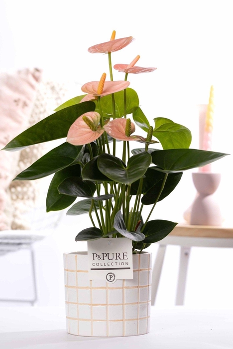<h4>Anthurium pink (Spirit) in P&PURE Tirza ceramics</h4>
