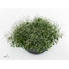 Euphorbia  'Fairysnow'