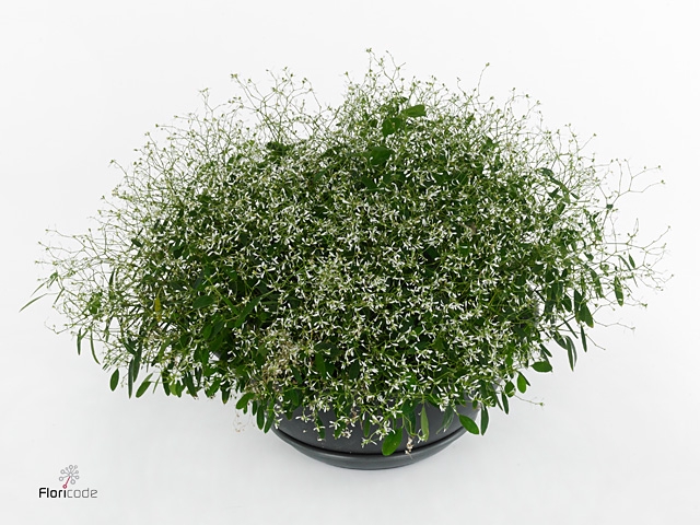 Euphorbia  'Fairysnow'