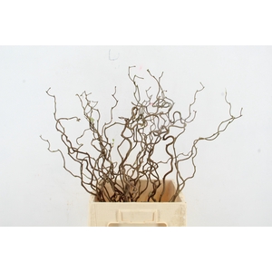 CORYL AV CONTORTA 1 JARIG 060CM