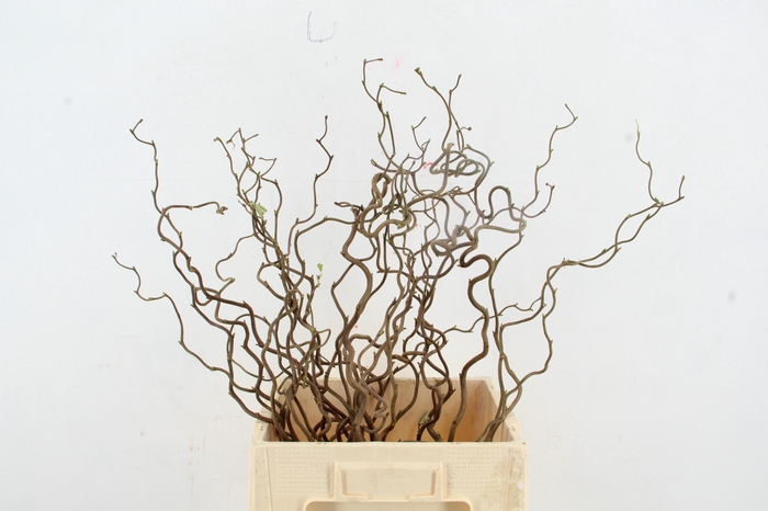 <h4>CORYL AV CONTORTA 1 JARIG 060CM</h4>