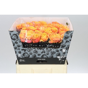 Rosa Gr Heliane Orange+