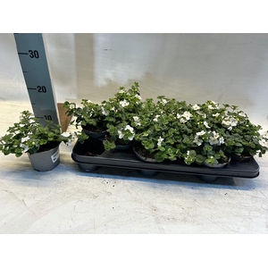 SUT BARISTO GI WHITE