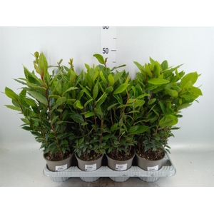 Laurus nobilis