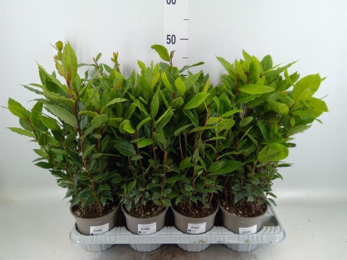 <h4>Laurus nobilis</h4>