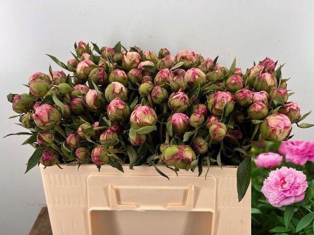 <h4>PAEO L ALEX FLEMING</h4>