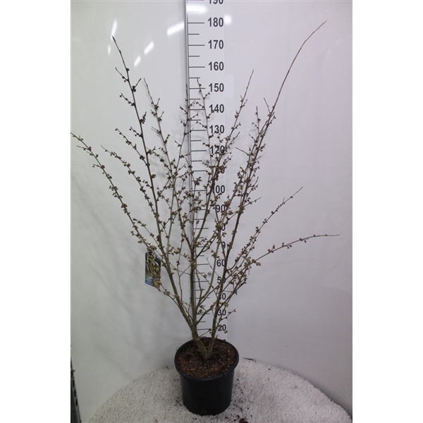 <h4>Hamamelis x intermedia 'Arnold Promise' P32 potgekweekt</h4>