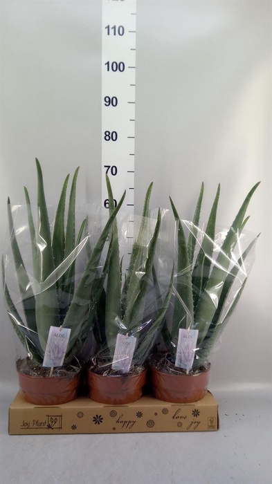 <h4>Aloe vera</h4>