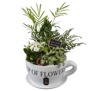 PTIB5196 Arrangementen kamerplanten