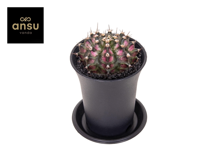 GYMNO JAPAN GEM