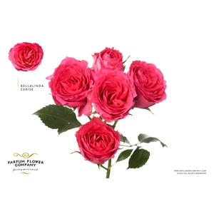R Tr Bellalinda Cerise