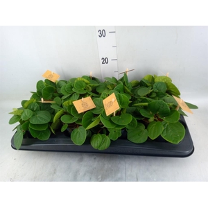 Peperomia albov. 'Rana Verde'