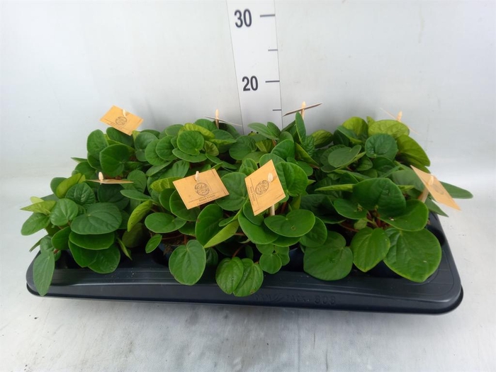 <h4>Peperomia albov. 'Rana Verde'</h4>