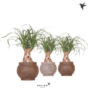 Kolibri Greens Beaucarnea in Ancient pot brown mix