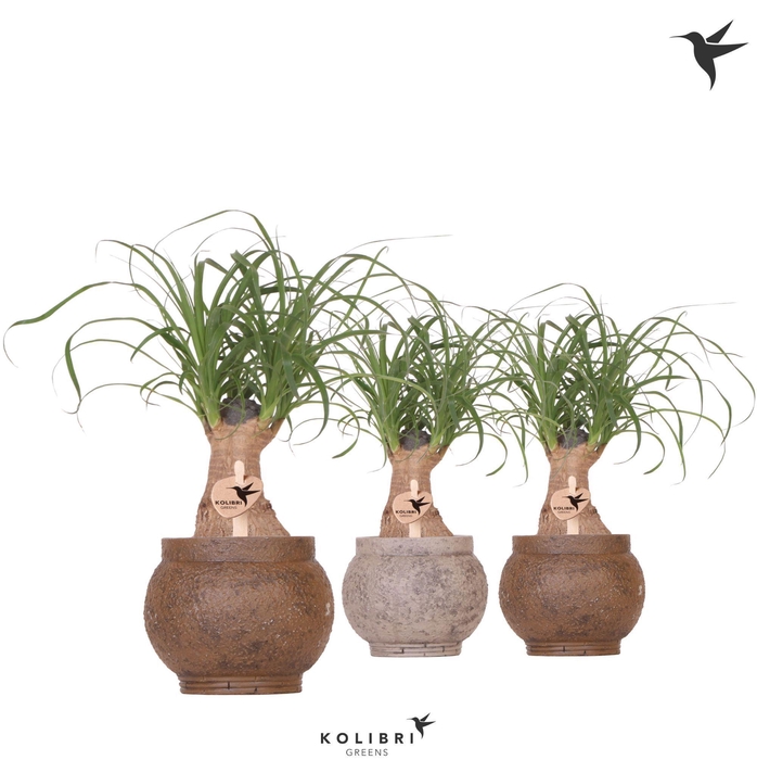 <h4>Kolibri Greens Beaucarnea in Ancient pot brown mix</h4>