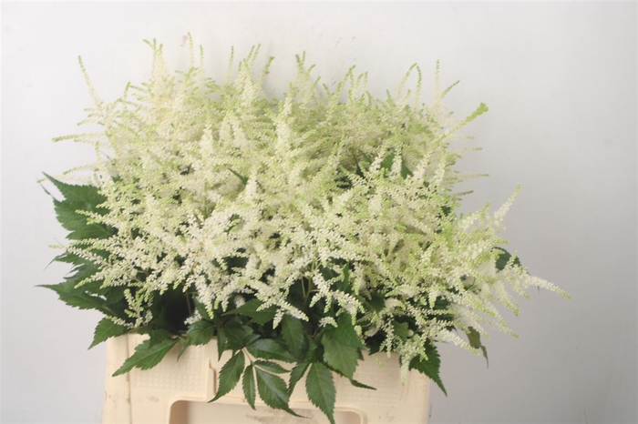 <h4>Astilbe Whasingthon White</h4>