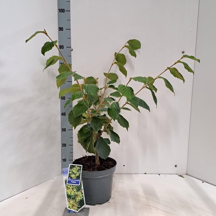 <h4>Hamamelis x intermedia Pallida</h4>