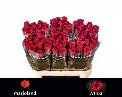 <h4>R GR RED NAOMI!</h4>