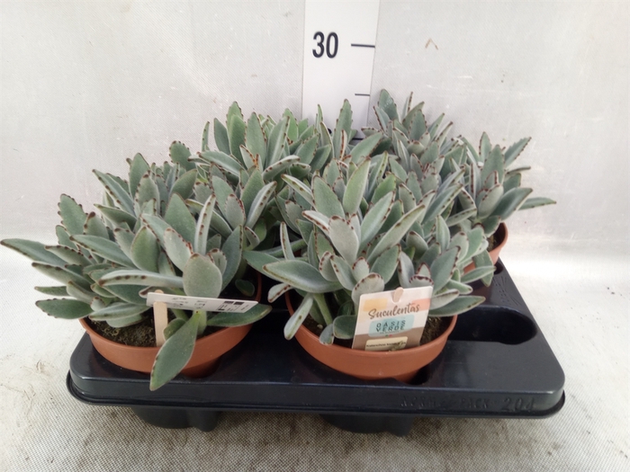 Kalanchoe NF tomentosa