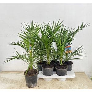 PHOENIX CANARIENSIS