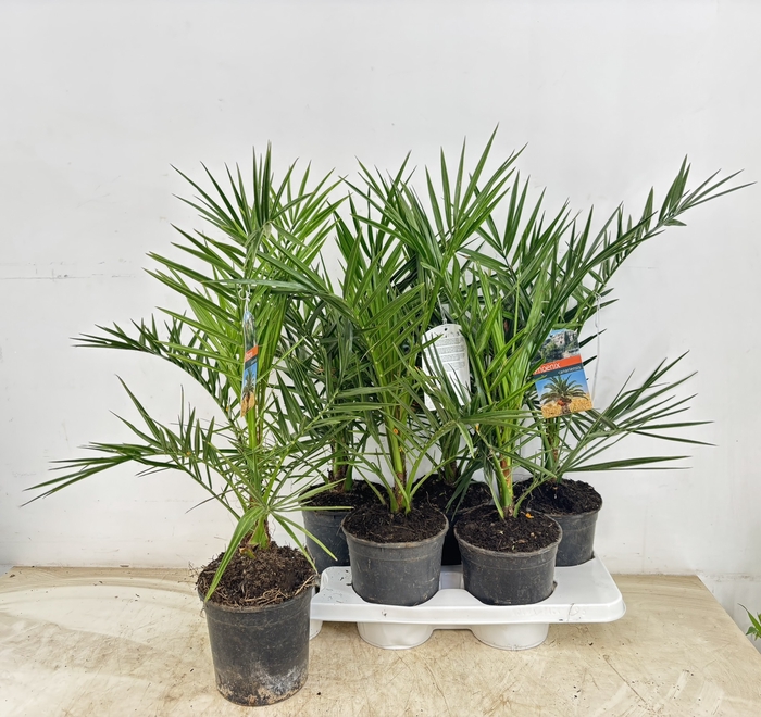 <h4>PHOENIX CANARIENSIS</h4>