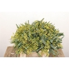 Euca Exotica Berry 35cm P Bunch