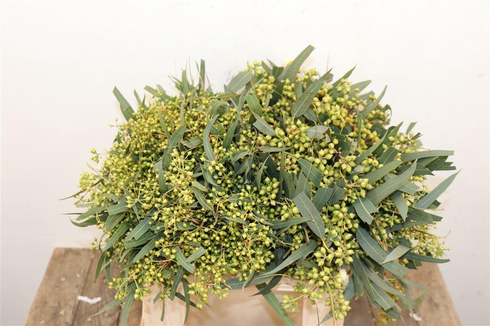 Euca Exotica Berry 35cm P Bunch