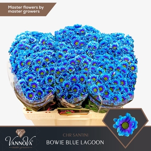 Chrysanten Chr S Bowie Blue Lagoon