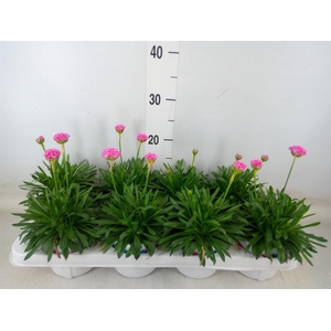 Armeria pseud. 'Dreameria Daydream'