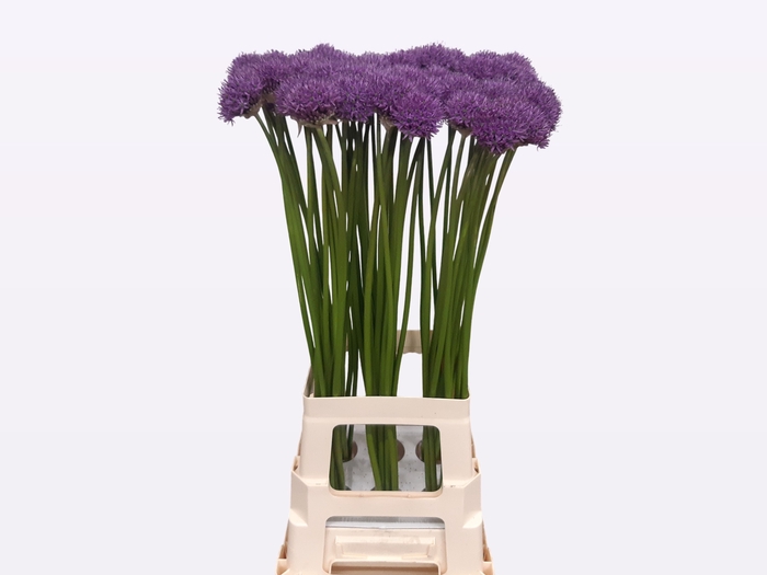 <h4>ALLIUM GLADIATOR</h4>