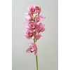 Cymbidium Light Pink 12-15 Flowers