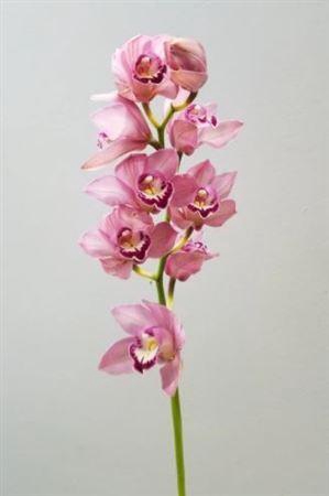 Cymbidium Light Pink 12-15 Flowers
