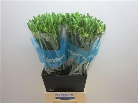 <h4>Ornit Thyrsoides</h4>