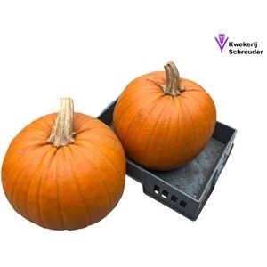 <h4>CUC HALLOWEEN</h4>