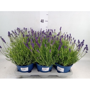 Lavandula angus. 'Hidcote'