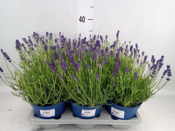 <h4>Lavandula angus. 'Hidcote'</h4>